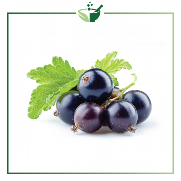 Black Currant4
